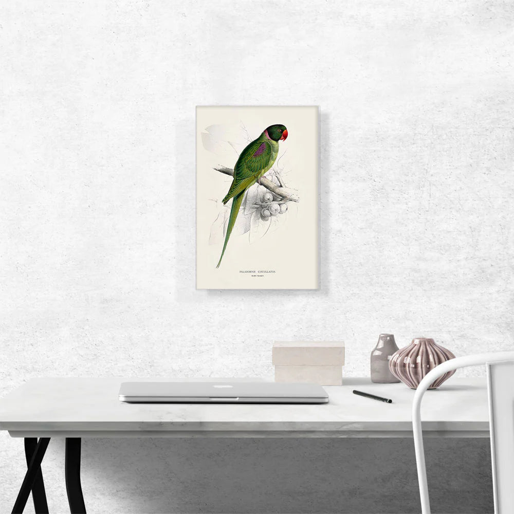 Hooded Parakeet 1832