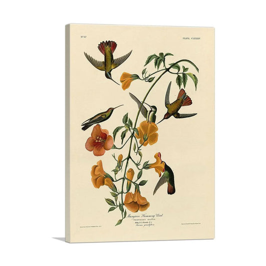 Mangrove Humming Bird