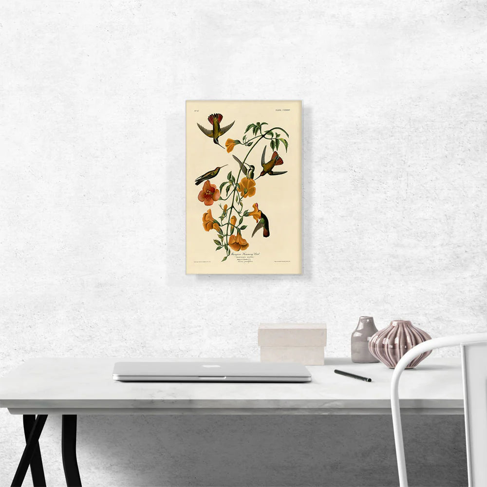 Mangrove Humming Bird