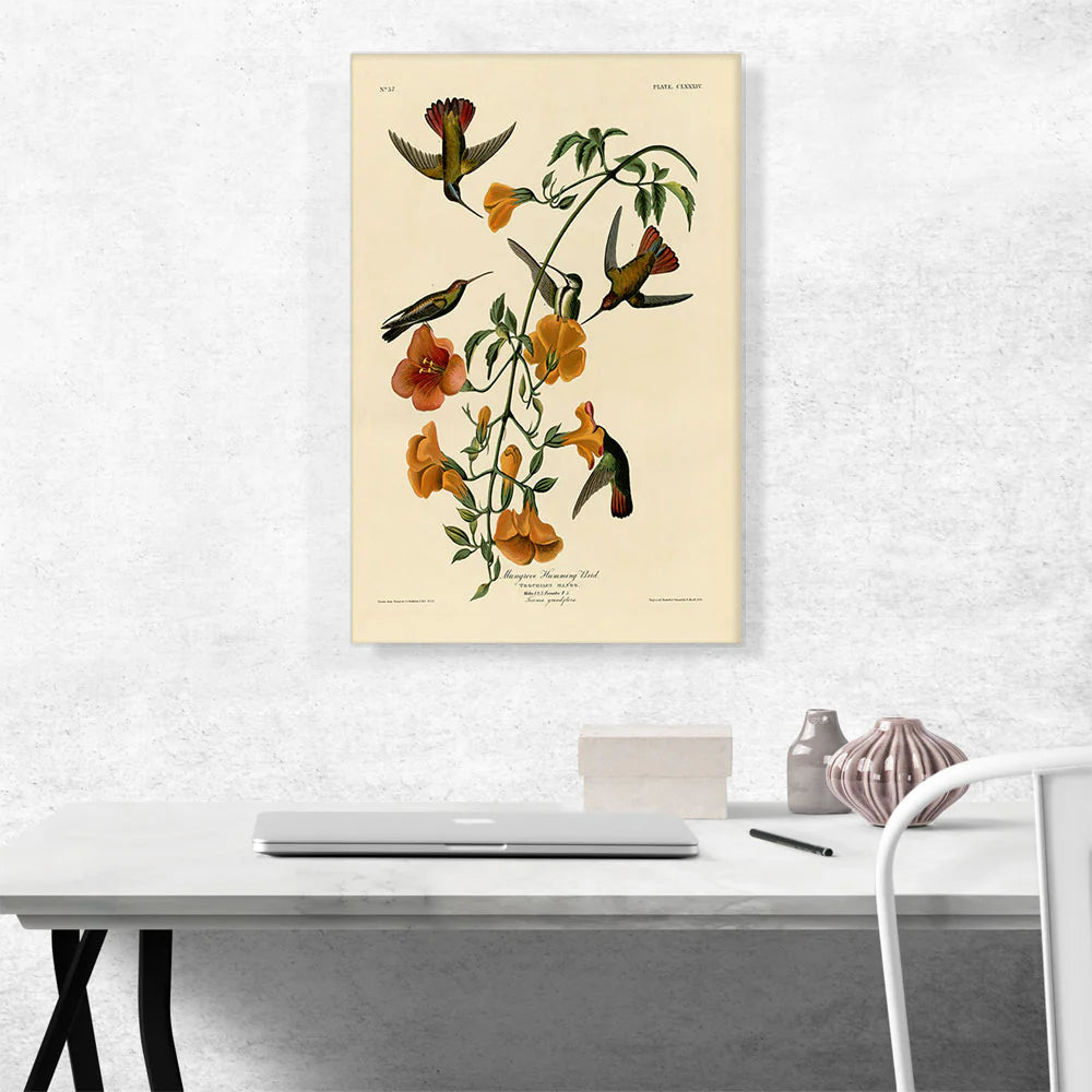 Mangrove Humming Bird