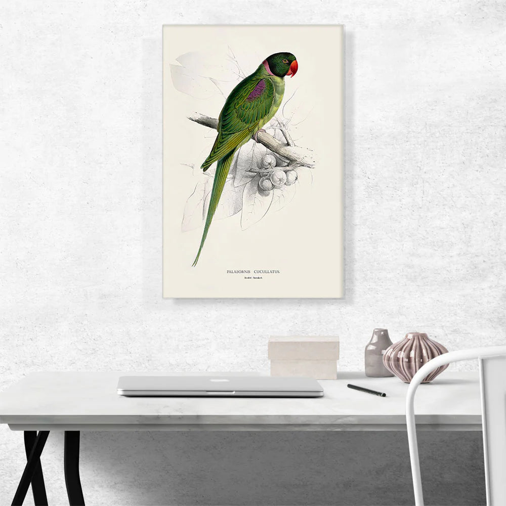 Hooded Parakeet 1832