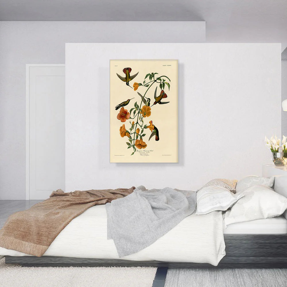 Mangrove Humming Bird