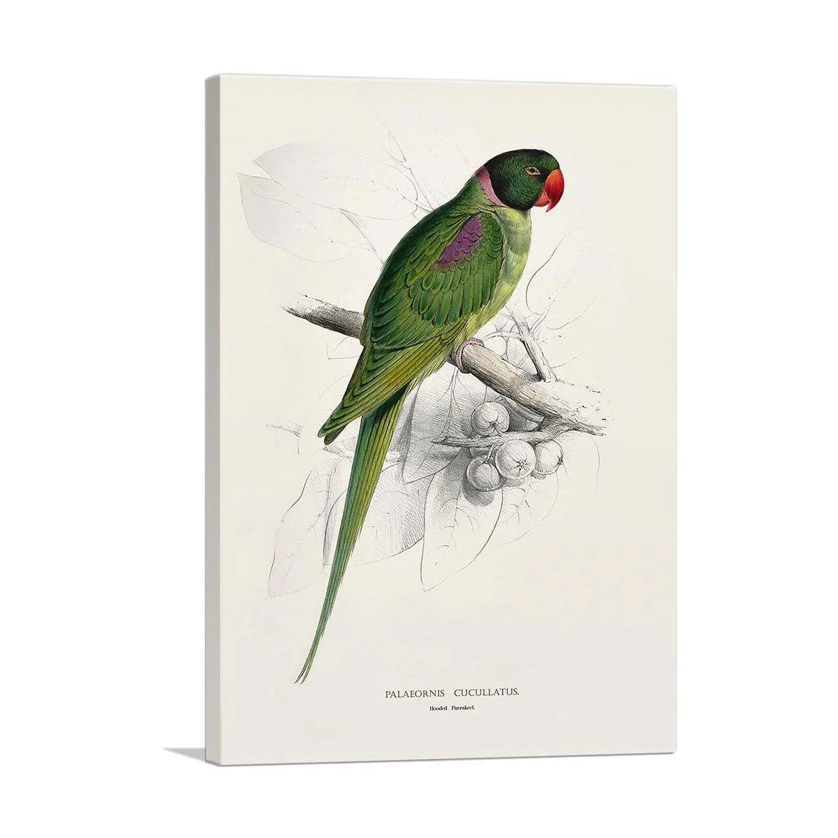 Hooded Parakeet 1832